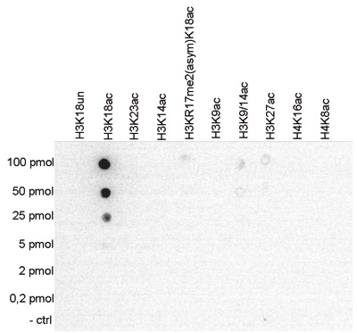 H3K18ac Antibody validated in Dot Blot