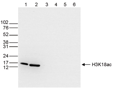 H3K18ac Antibody validated in Western Blot