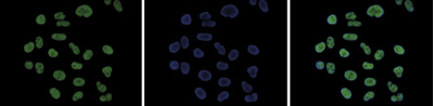 H3K18ac Antibody validated in Immunofluorescence