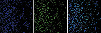 H4pan Antibody validated in Immunofluorescence