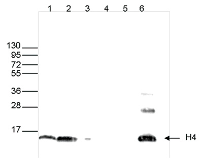 H4pan Antibody validated in Western Blot