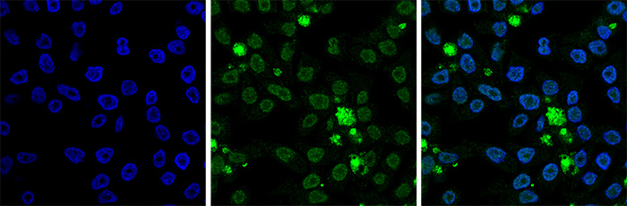 H2Bpan Antibody validated in Immunofluorescence