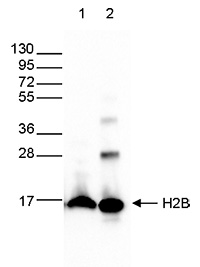 H2Bpan Antibody validated in Western Blot