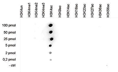 H3K4ac Antibody validated in Dot blot
