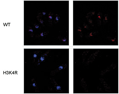 H3K4ac Antibody validated in Immunofluorescence
