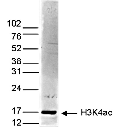 H3K4ac Antibody validated in Western Blot