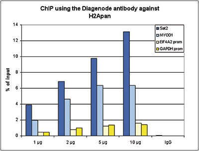 H2Apan Antibody ChIP Grade