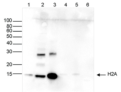 H2Apan Antibody validated in Western blot