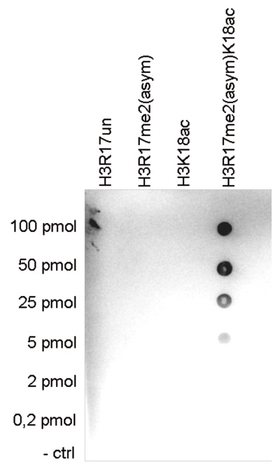 H3R17me2(asym)K18ac Antibody Dot Blot validation