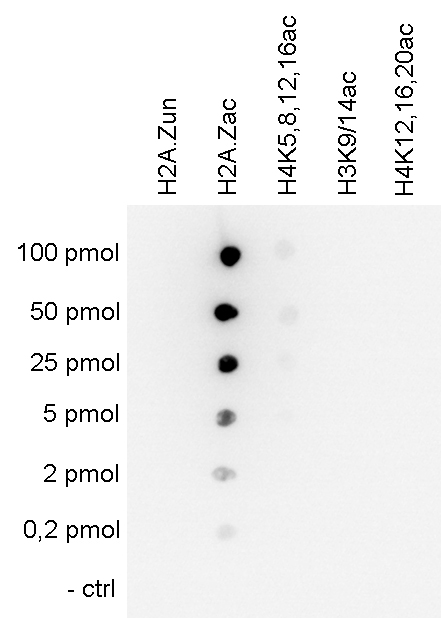 H2A.Zac Antibody validated in Dot Blot