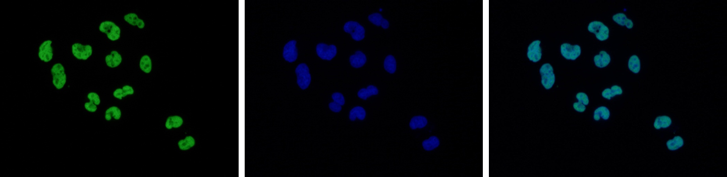 H2A.Zac Antibody validated in Immunofluorescence 