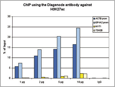 H3K27ac Antibody ChIP Grade