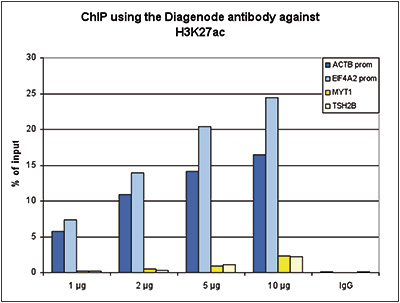 H3K27ac Antibody ChIP Grade 