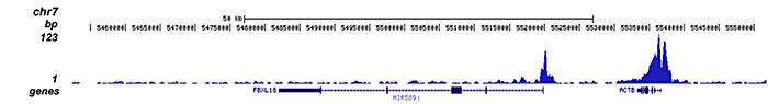 H3K27ac Antibody ChIP-seq Grade