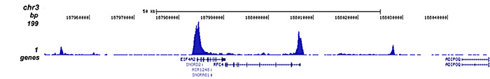 H3K27ac Antibody for ChIP-seq assay