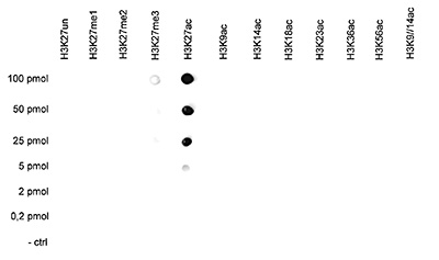 H3K27ac Antibody validation in  Dot Blot 