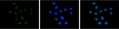 H3K27ac Antibody for Immunofluorescence 
