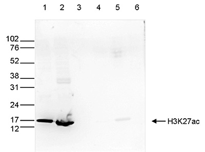 H3K27ac Antibody for Western Blot