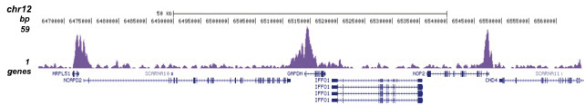 H3K9ac Antibody for ChIP-seq assay