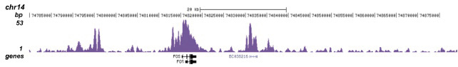 H3K9ac Antibody validated in ChIP-seq 