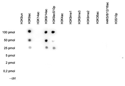 H3K9ac Antibody validated in Dot Blot