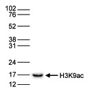 H3K9ac Antibody validated in Western Blot