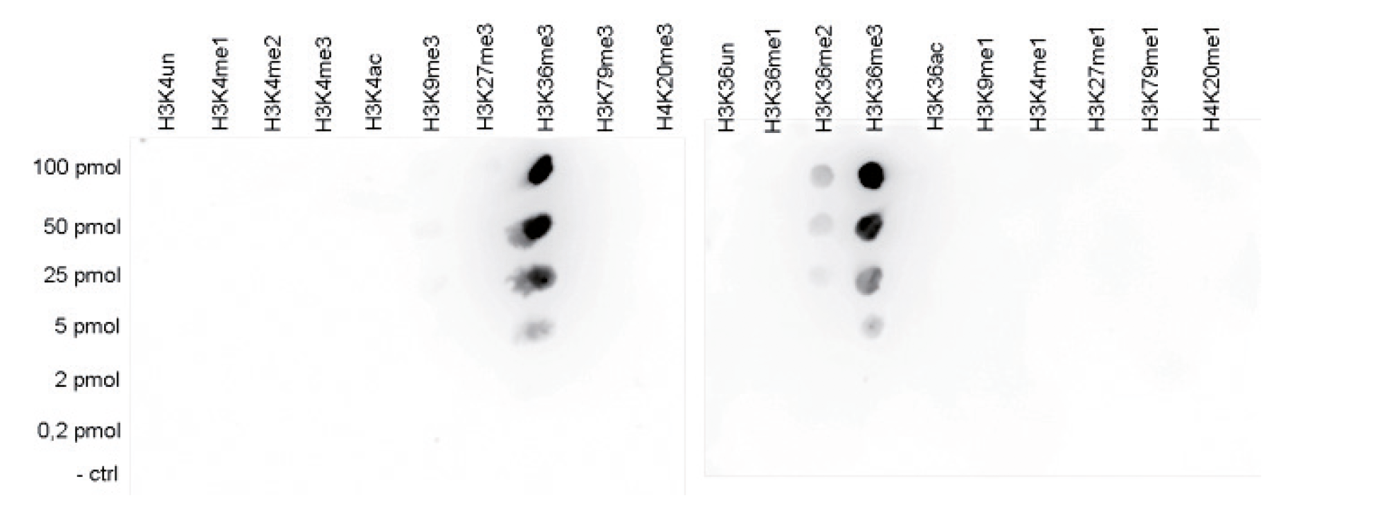 H3K36me3 Antibody Dot Blot Validation