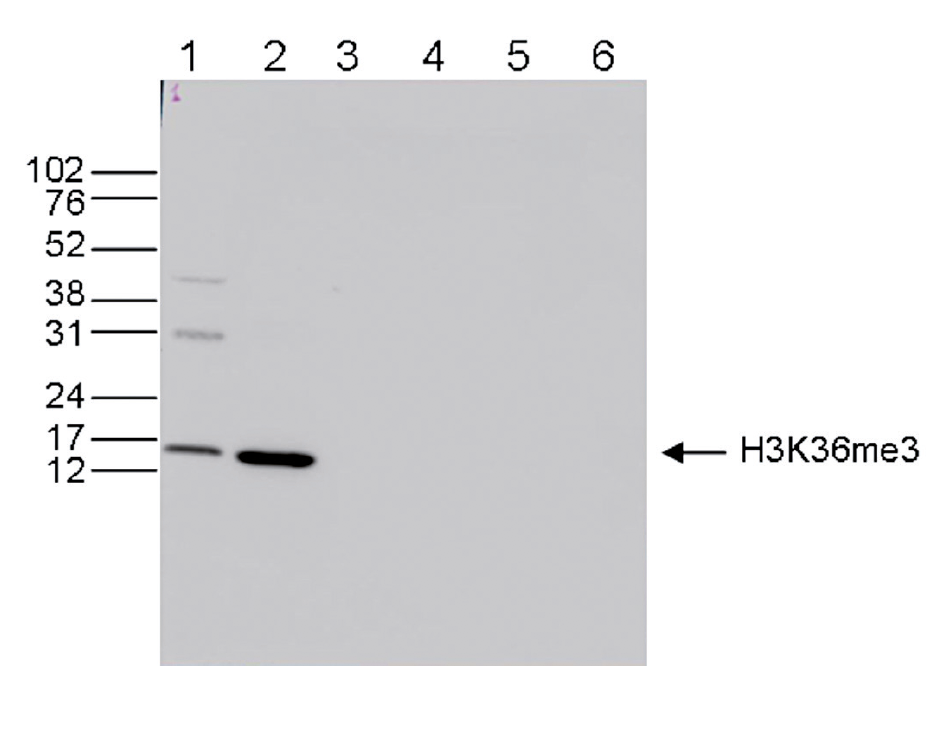 H3K36me3 Antibody for Western Blot