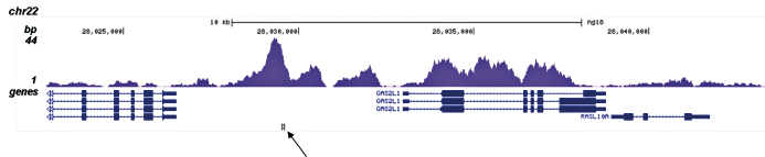 H3K4me1 Antibody ChIP-seq assay