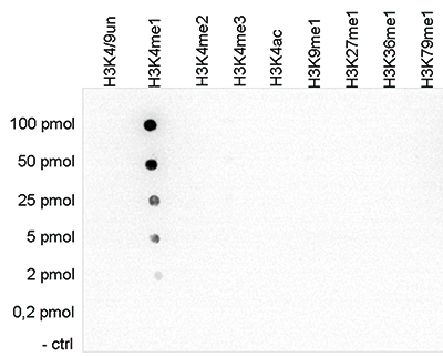 H3K4me1 Antibody Dot Blot Validation