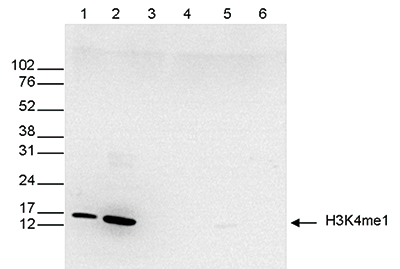 H3K4me1 Antibody Western Blot Validation