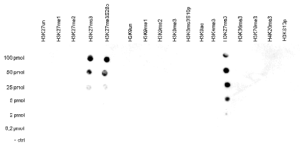 H3K27me3 Antibody Dot Blot Validation 