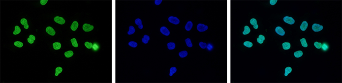 H3K27me3 Antibody validated for Immunofluorescence
