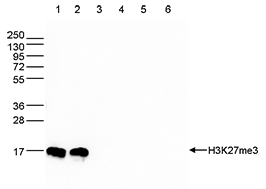 H3K27me3 Antibody validated in Western Blot