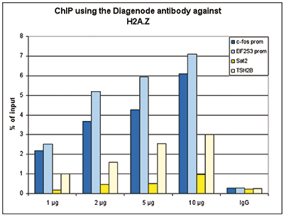 H2A.Z Antibody ChIP Grade