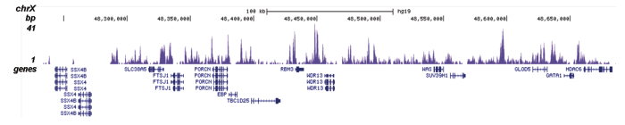 H2A.Z Antibody for ChIP-seq assay