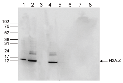 H2A.Z Antibody validated in Western Blot