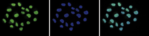 H2A.Z Antibody validated in Immunofluorescence 