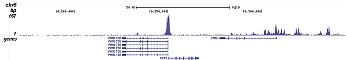 H2A.Zac Antibody validated in ChIP-seq 