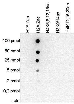 H2A.Zac Antibody validated in  Dot Blot