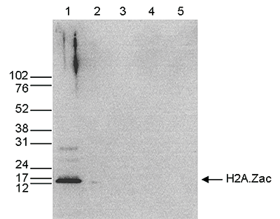 H2A.Zac Antibody validated in Western Blot