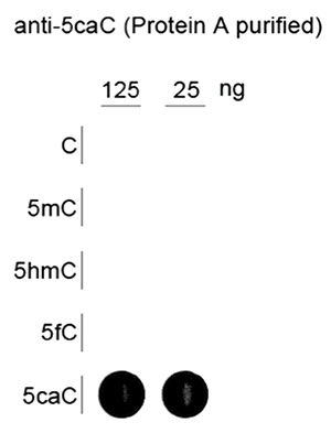 Dot blot