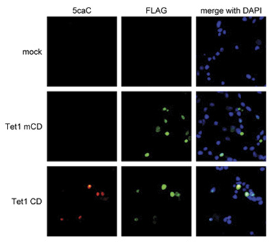 Immunofluorescence