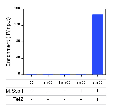 Immunoprecipitation