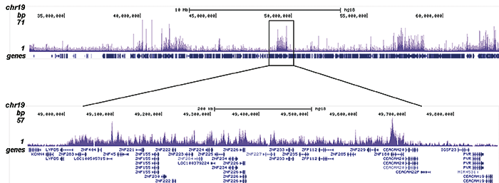 H4K20me3 Antibody ChIP-seq Grade