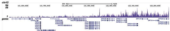 H4K20me3 Antibody for ChIP-seq