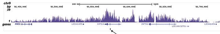 H4K20me3 Antibody validated in ChIP-seq