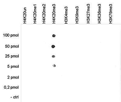 H4K20me3 Antibody Dot Blot validation