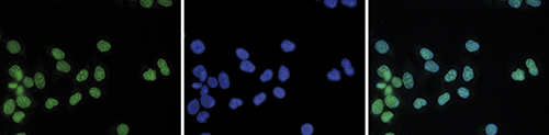 H4K20me3 Antibody validated in Immunofluorescence