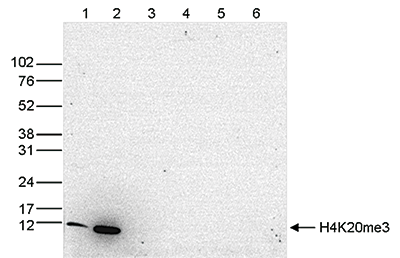 H4K20me3 Antibody validated in Western Blot